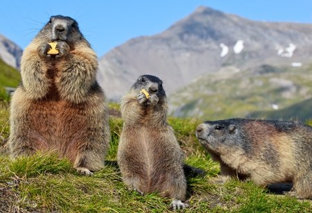 Marmotte Futée Assurance Casse et Vol VTTAE