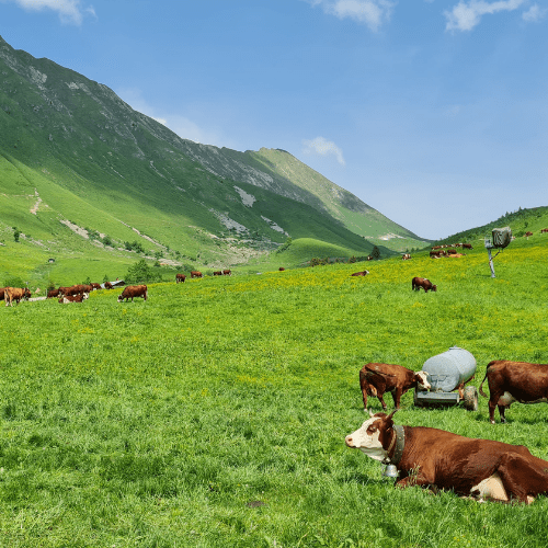Alpages Grand Bornand vaches