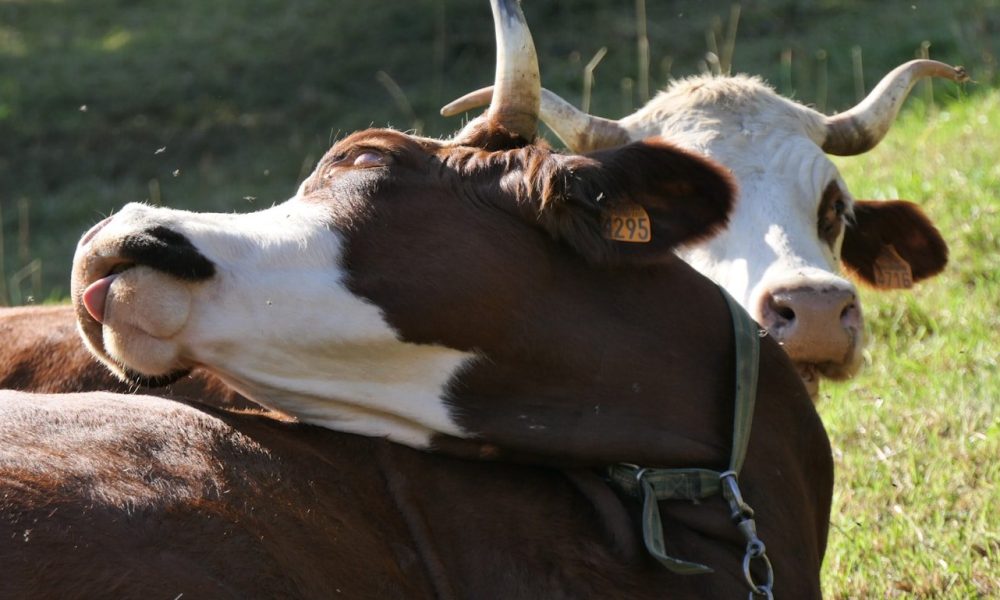 Aravis - Vaches laitières dans les paturages Grand Bornand - Arav-eBike Evasion en VTTAE